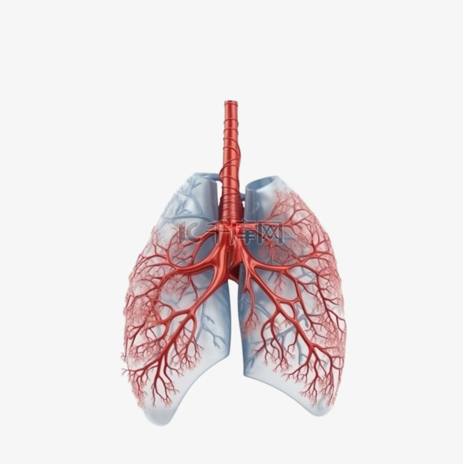 医学医疗人体器官组织肺