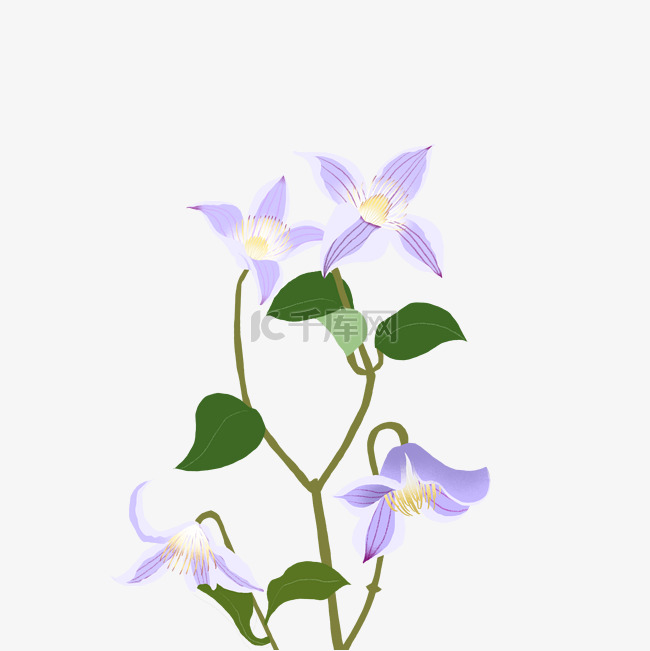 植物鲜花花朵铁线莲紫色手绘pn