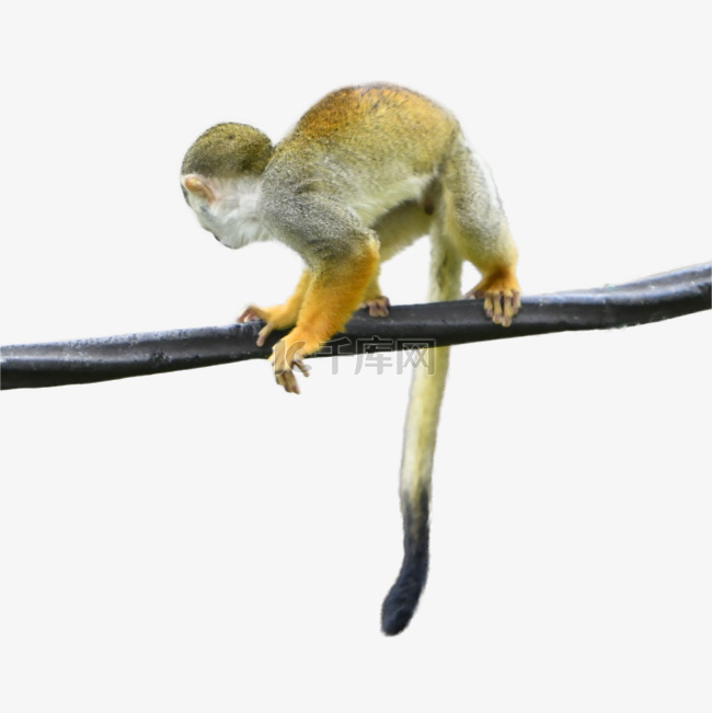 松鼠猴自然丛林动物