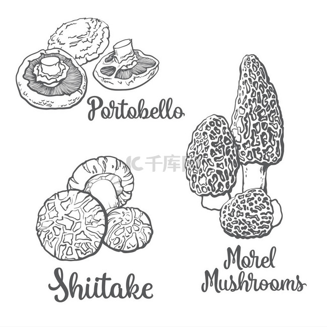 波多贝罗、 羊肚菌和香菇食用菌