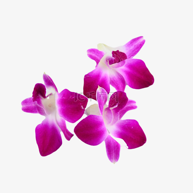 紫洋兰花卉植物花瓣