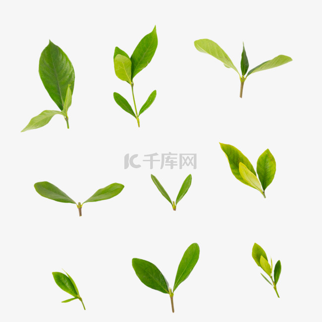 新鲜绿茶茶叶套图