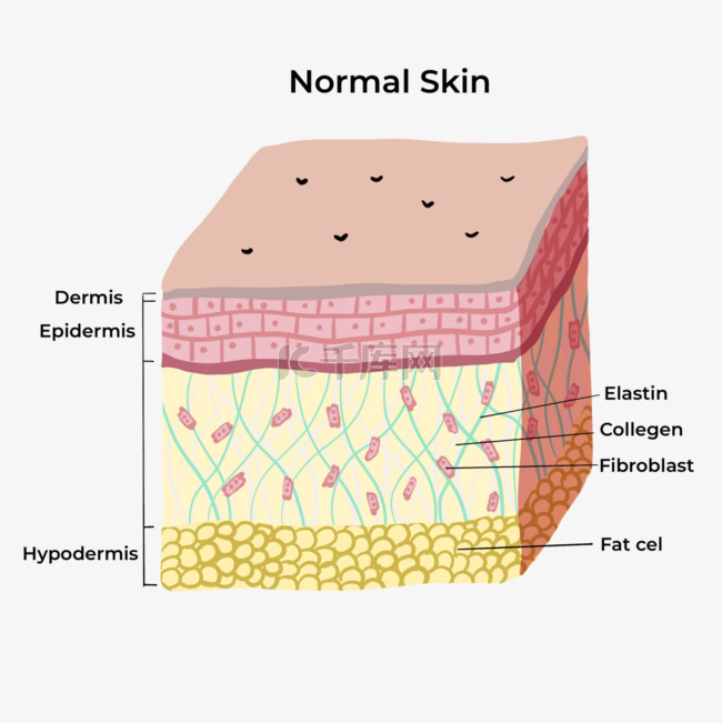 皮肤结构胶原蛋白模型