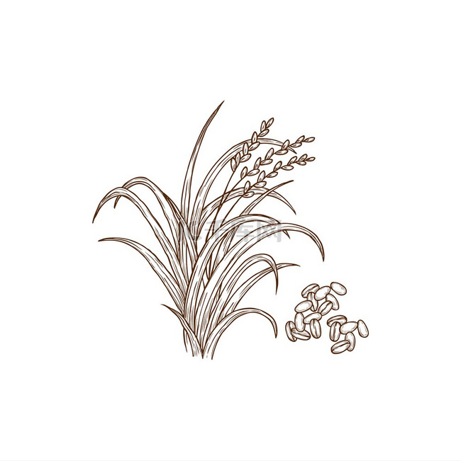水稻植物普通亚洲植物分离的单色