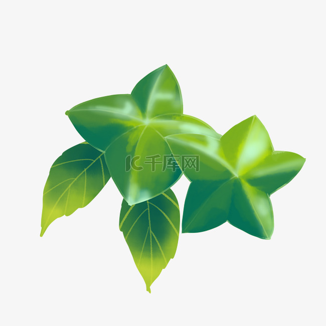 绿植植物印加果