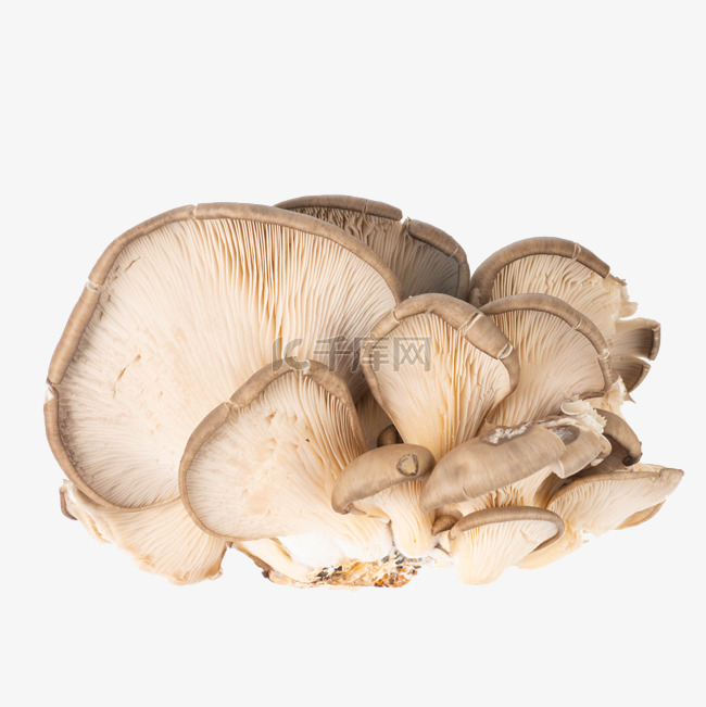 蔬菜食材蘑菇