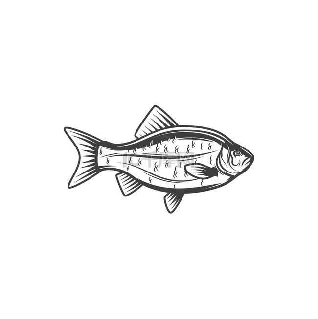鱼类鱼类或淡水或海洋鱼类的食物