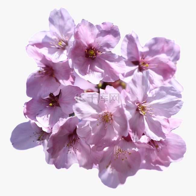 春季粉色樱花摄影