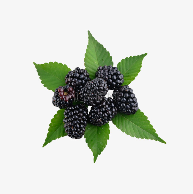 黑莓黑色食品饮食