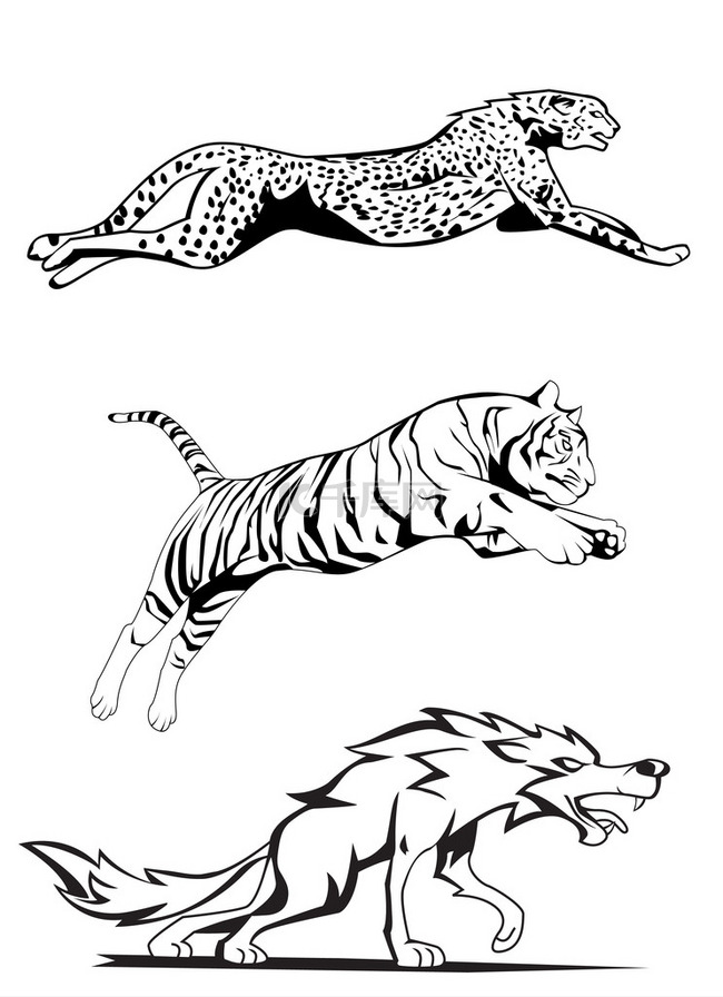 印度豹、 老虎和狼的插图