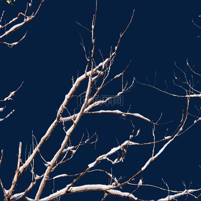 冬天冬季下雪雪景下树枝