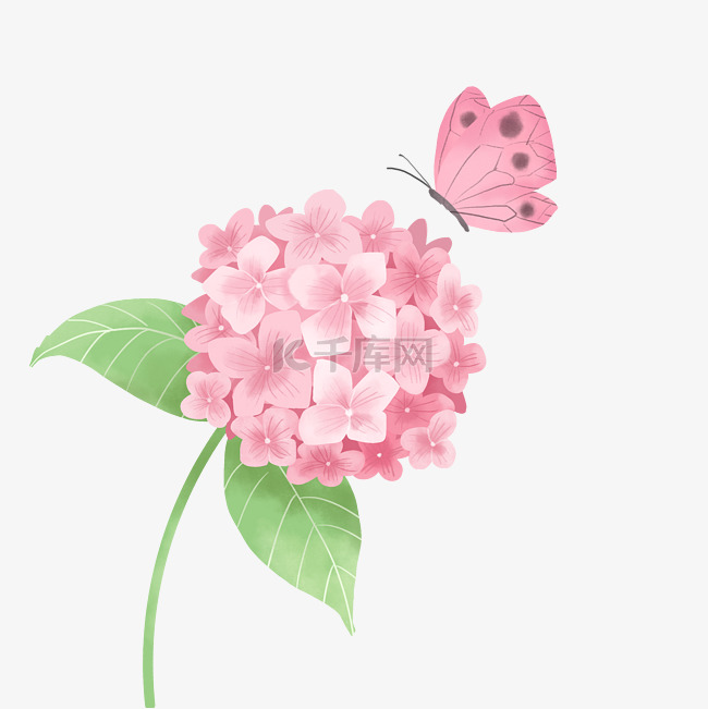 粉色绣球花和蝴蝶