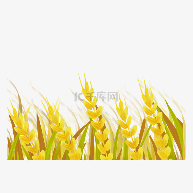 芒种节日小麦