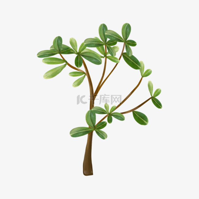 绿色植物水彩马齿苋