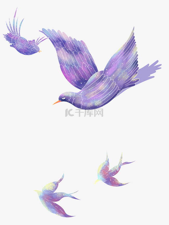 梦幻紫色喜鹊雀鸟动物