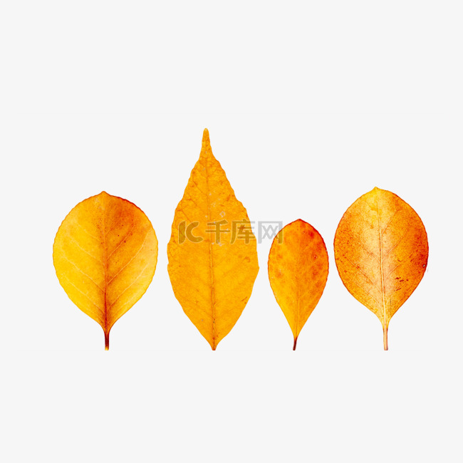 秋季树叶植物黄色叶子