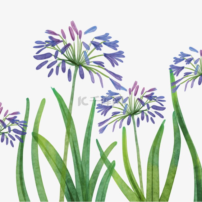 百子莲水彩花卉植物紫色花朵