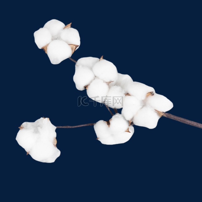 白色棉花植物种植