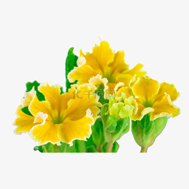 黄色报春花花朵