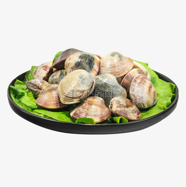 海产品蛤蜊花蛤