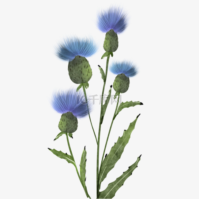 蓟蓝色水彩花卉植物