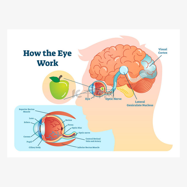 怎么眼睛工作医学例证, 眼睛脑