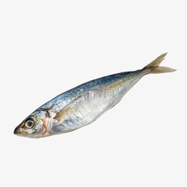 餐饮海鲜鲅鱼