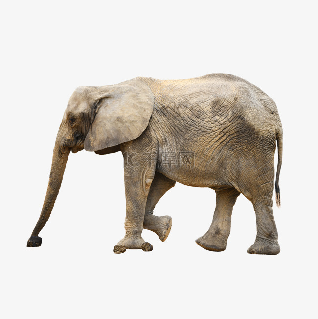 动物园大象亚洲象哺乳动物