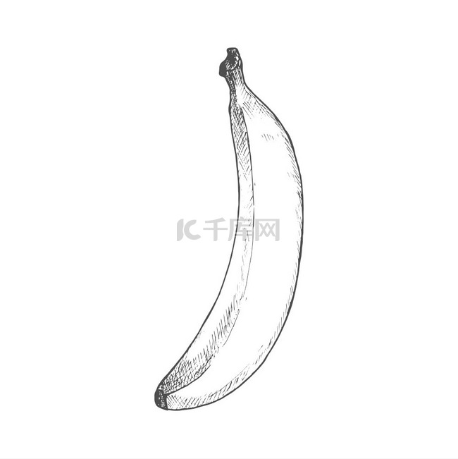 香蕉热带水果素描病媒分离的有机