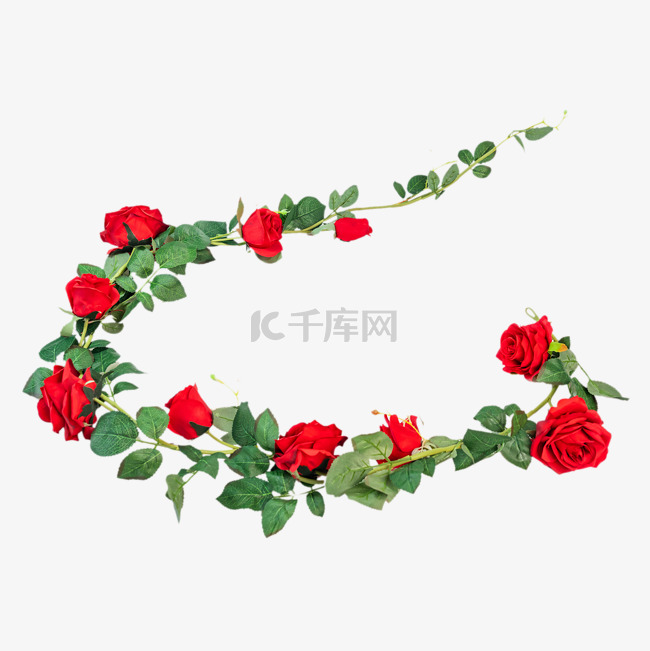 红玫瑰花卉花藤