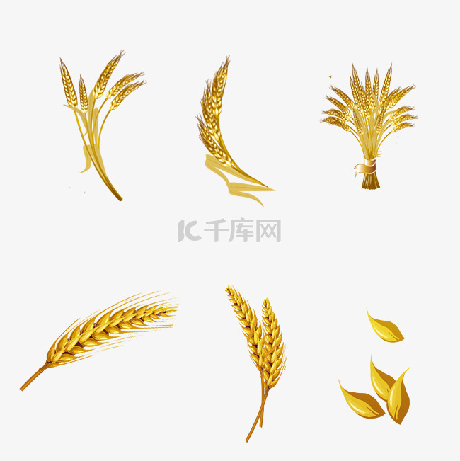 金色小麦组合