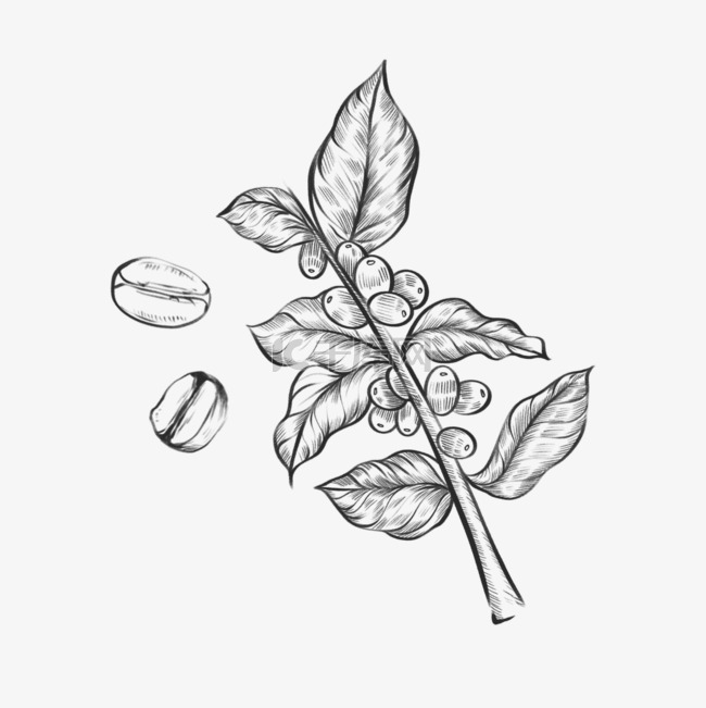 线条画素描风格咖啡叶枝叶食材