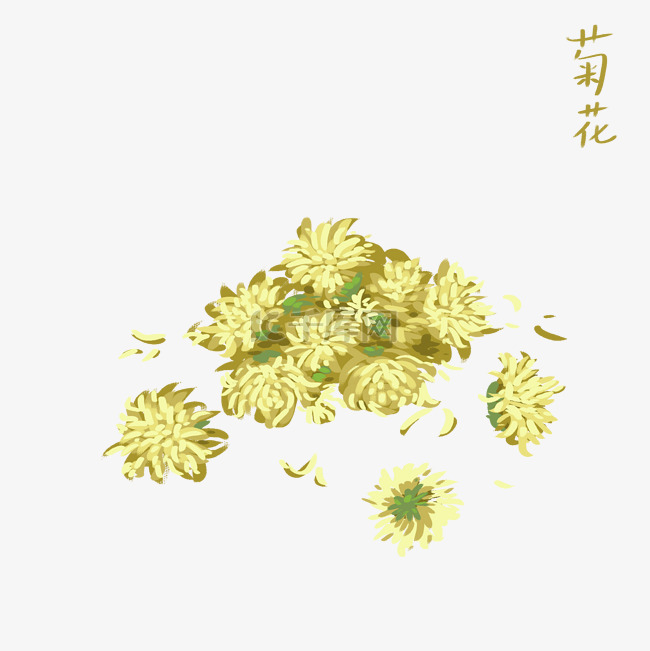 中药药材菊花