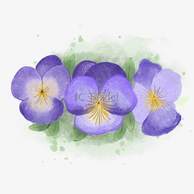 三色堇水彩紫罗兰