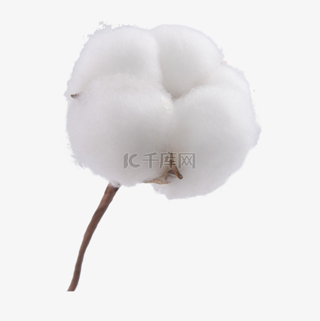 棉花保暖农作物植物白色