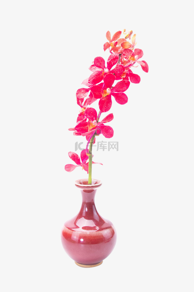 蝴蝶兰兰花瓶插花