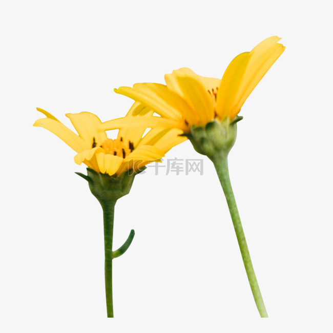 洋姜植物黄色花