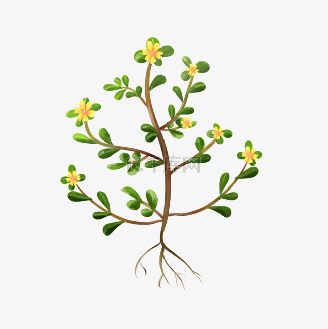 水彩树木植物马齿苋黄花