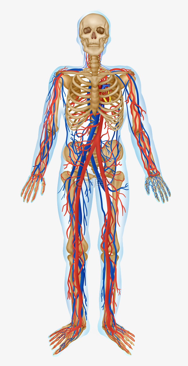 人体医疗组织器官血管示意图