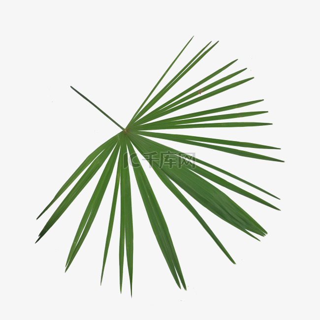 矮棕榈叶植物观赏圆扇形绿色