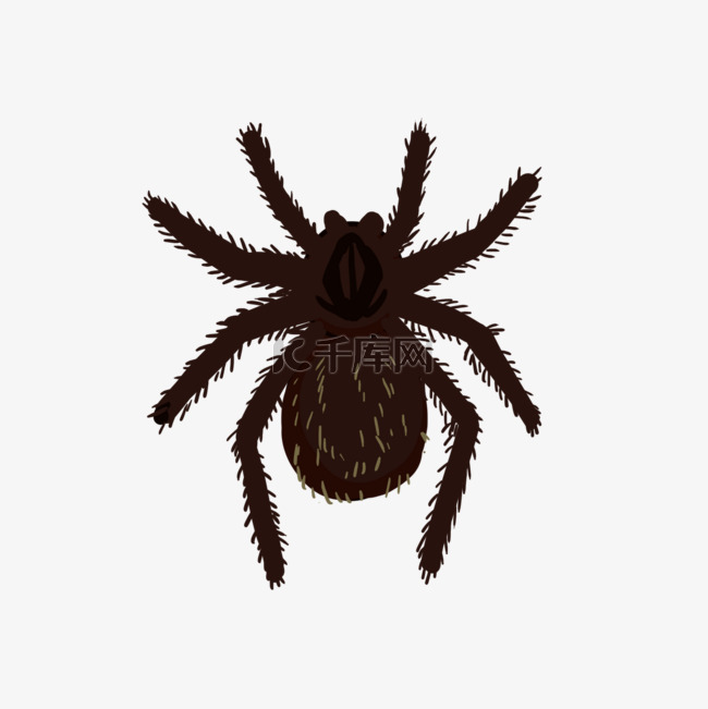 蜘蛛深褐色卡通风格