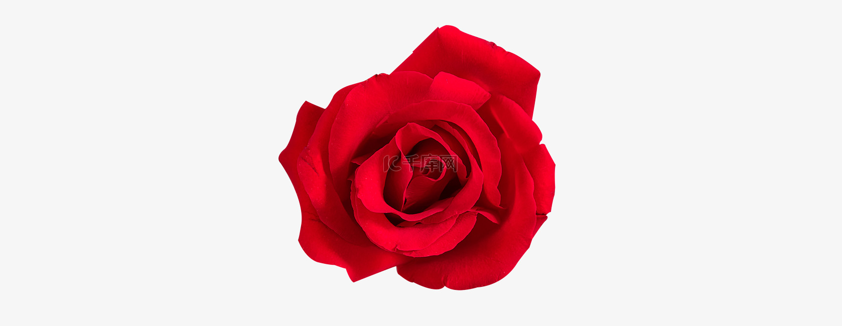 红玫瑰情人节玫瑰花