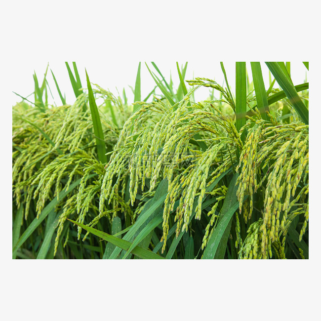 绿色水稻农田