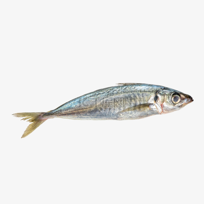 海鲜食材鲅鱼
