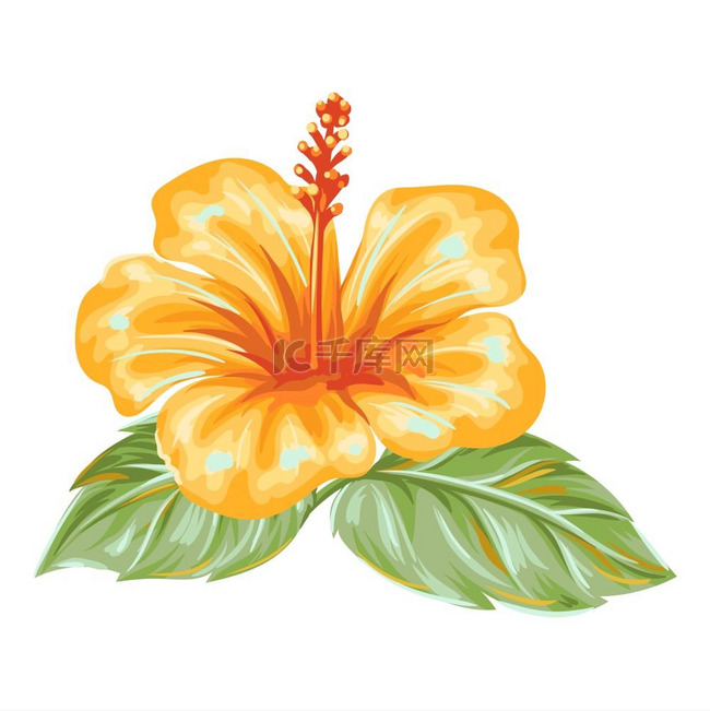 热带芙蓉花的插图。