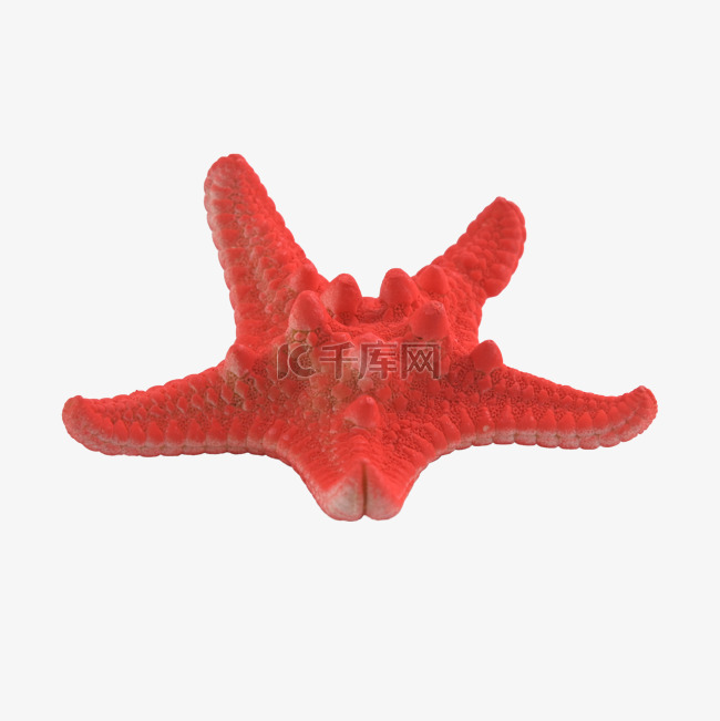 海星红色贝壳动物