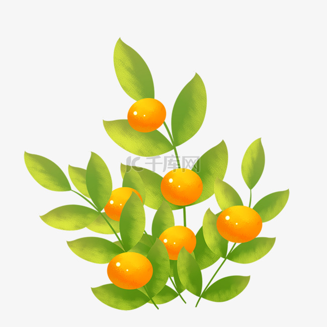 植物橘子叶子