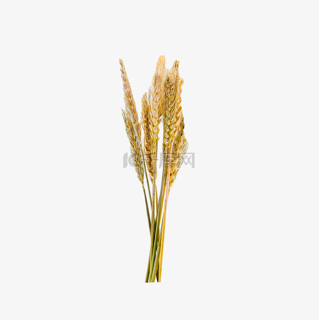 小麦黄色粮食谷物