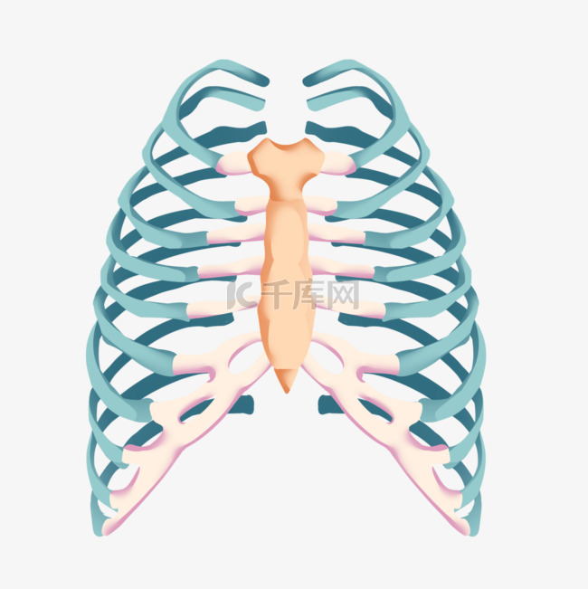 肋骨医学模型卡通风格