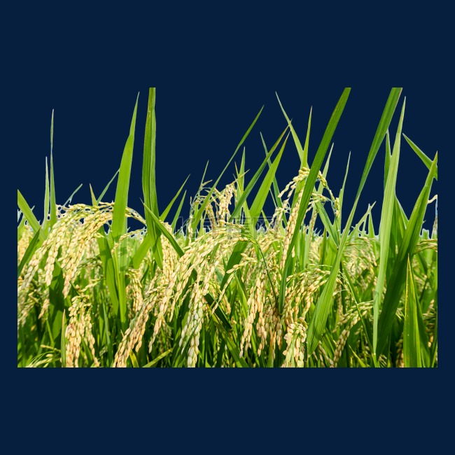 丰收夏季水稻稻田